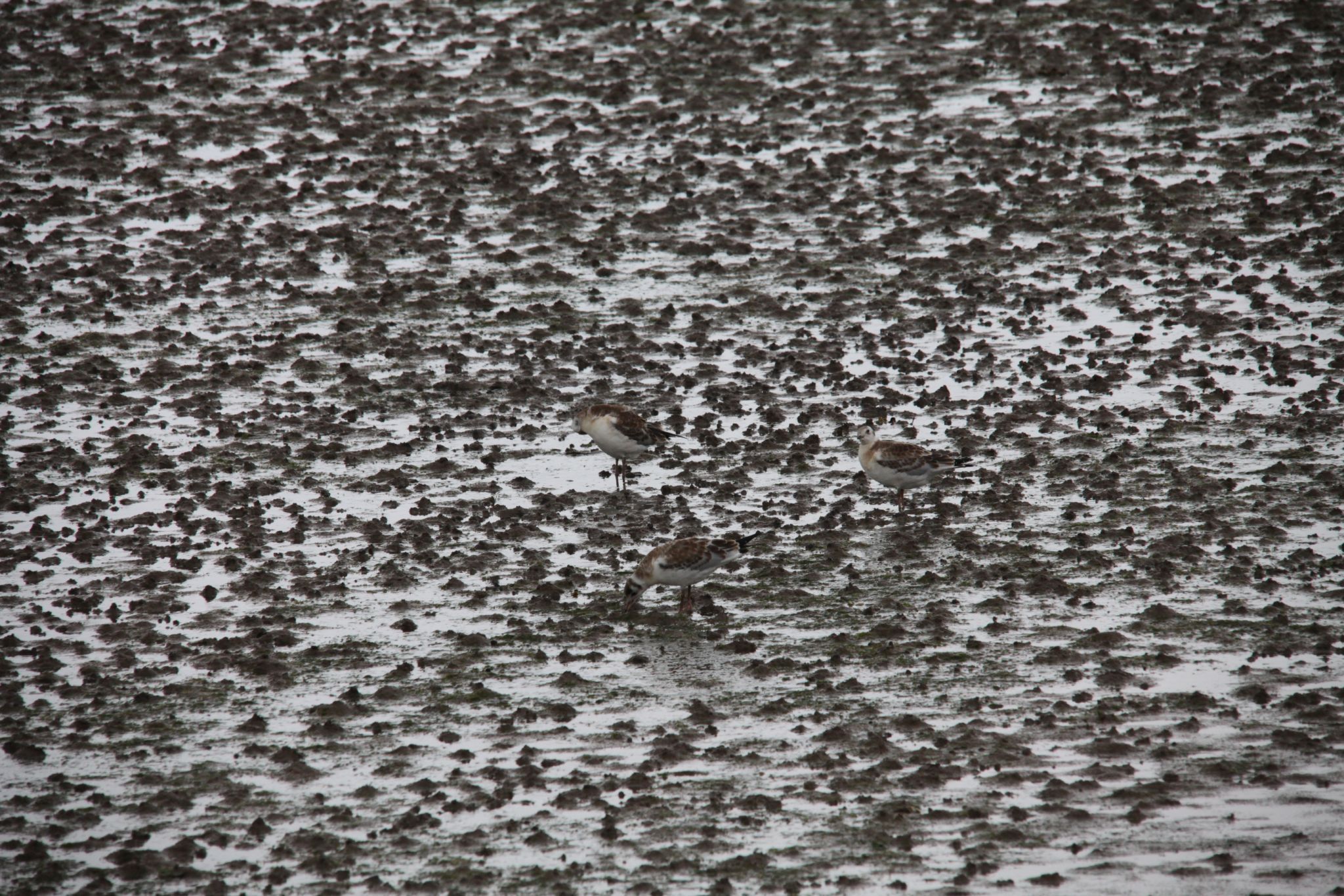 WWT Castle Espie, United Kingdom