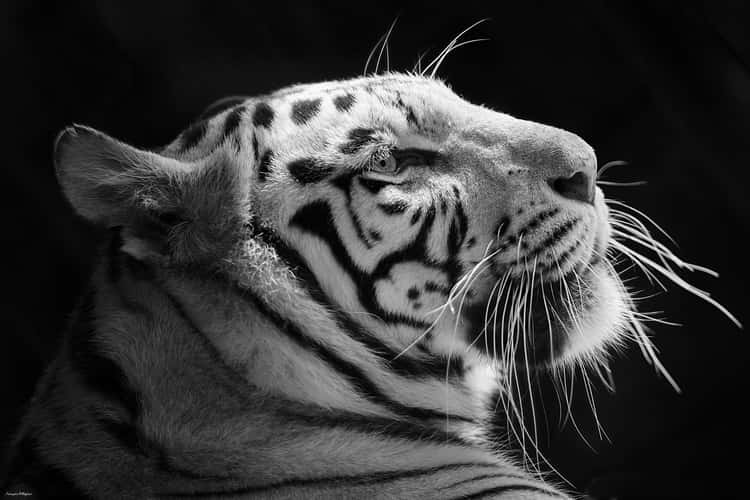 Zoo de Beauval