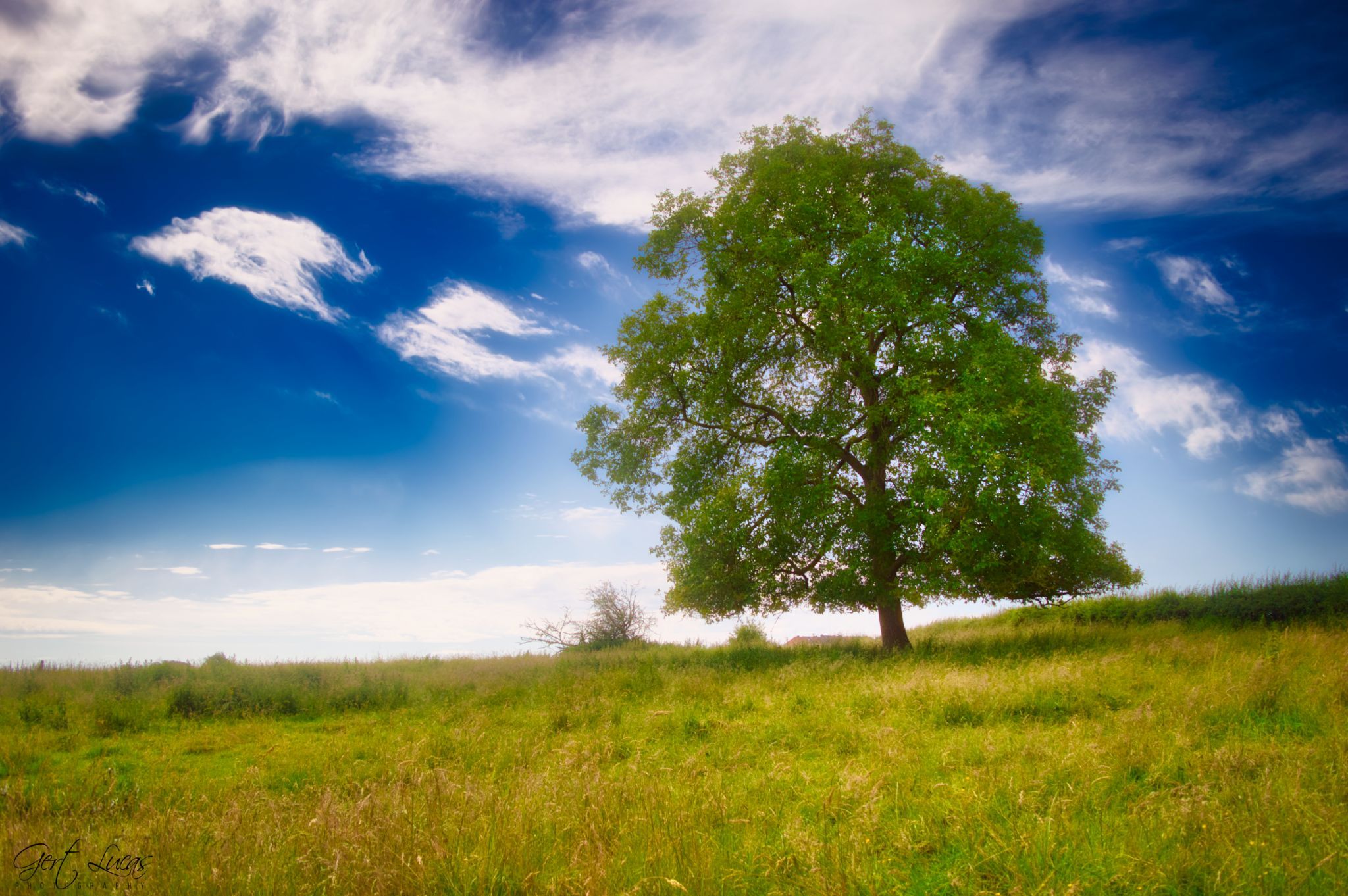Alsput - The Lone Tree, Belgium