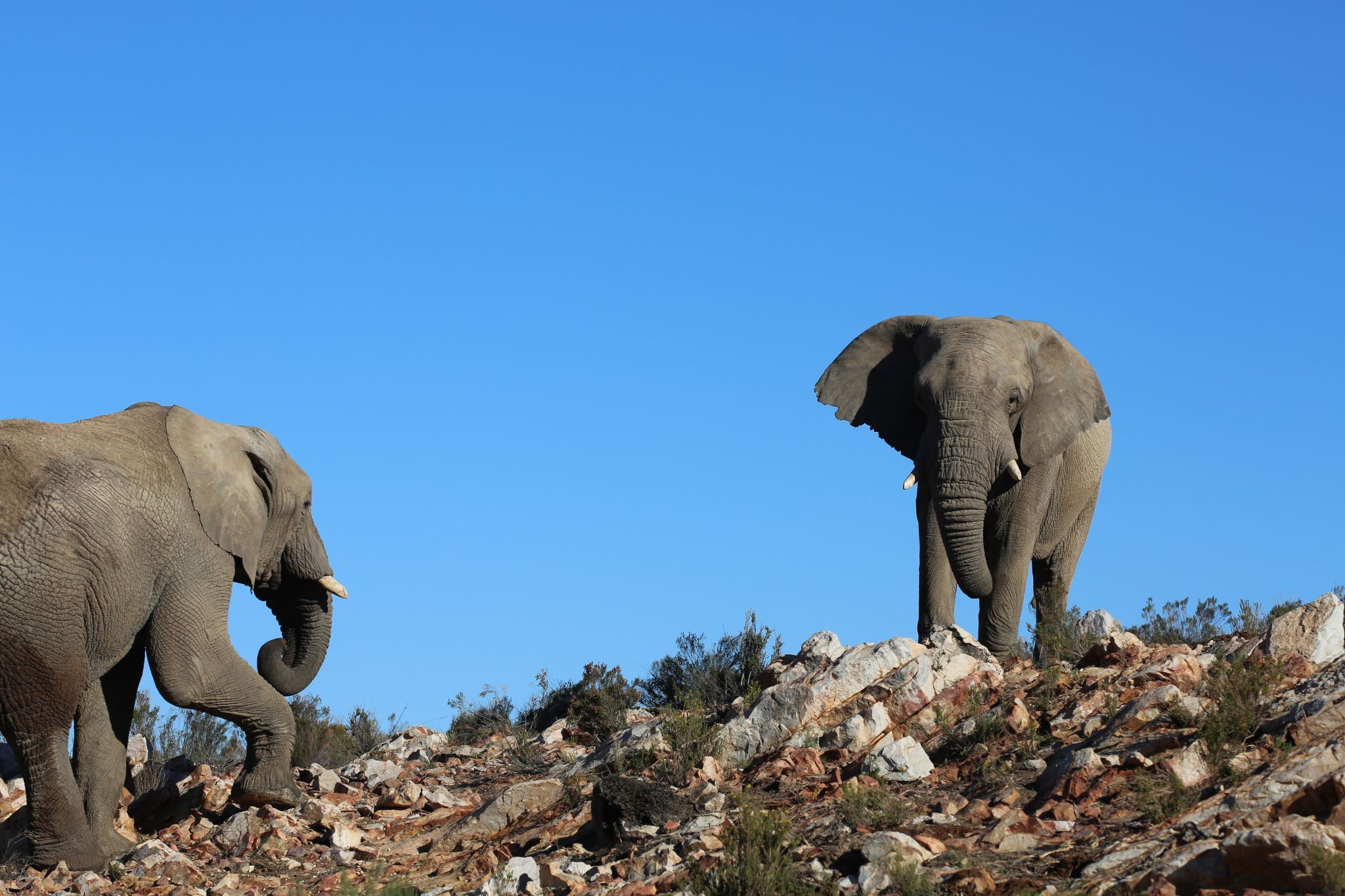 Aquila, South Africa