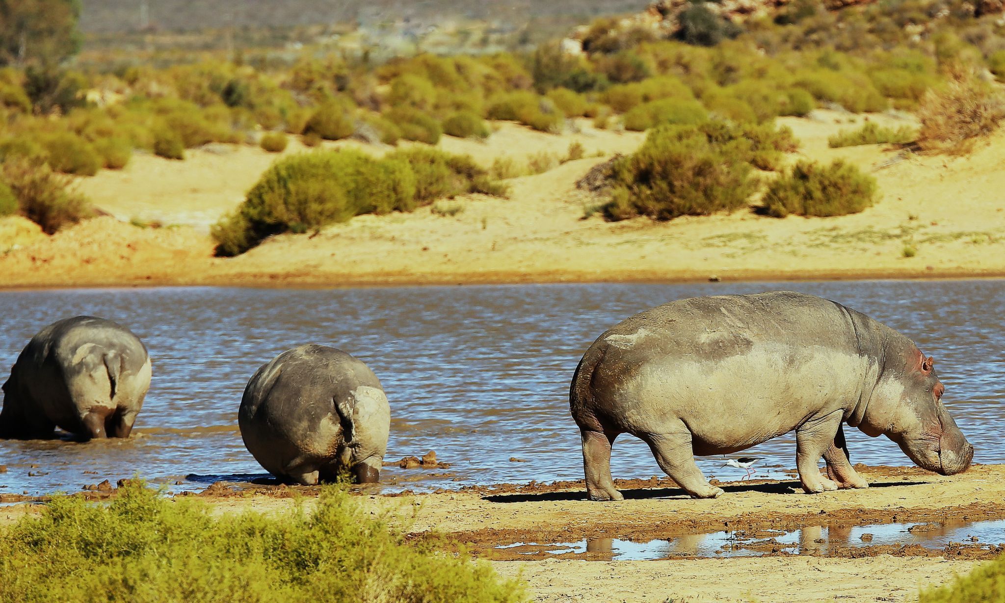 Aquila, South Africa