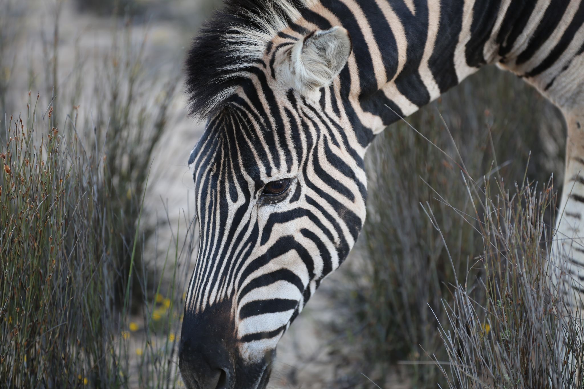 Aquila, South Africa