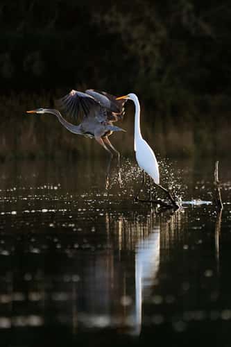 Bayou Nature Center