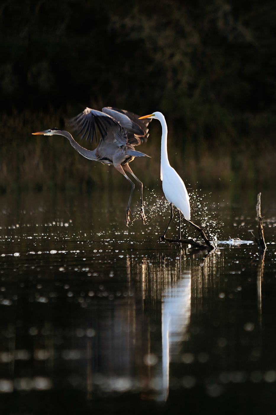 Bayou Nature Center, USA