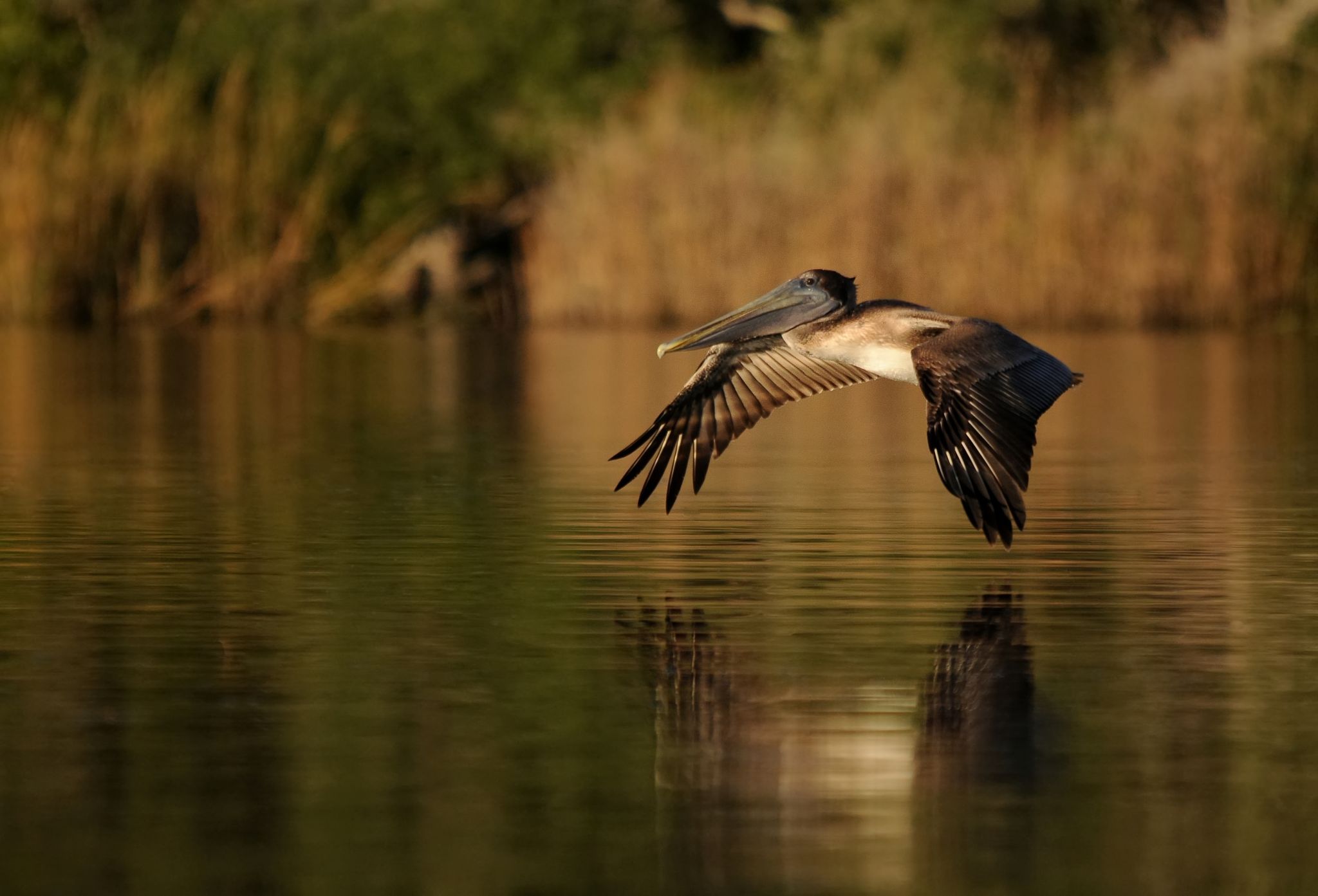 Bayou Nature Center, USA
