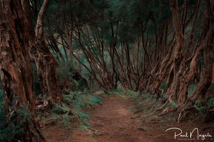 Beautiful Path