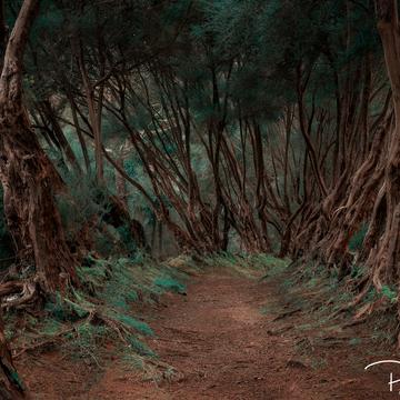 Beautiful Path, Portugal