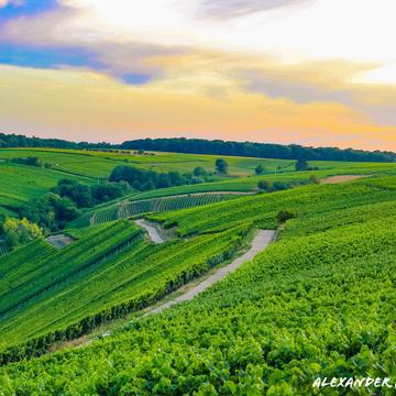 Blick über die Weinberge von der Vogelsburg aus, Germany