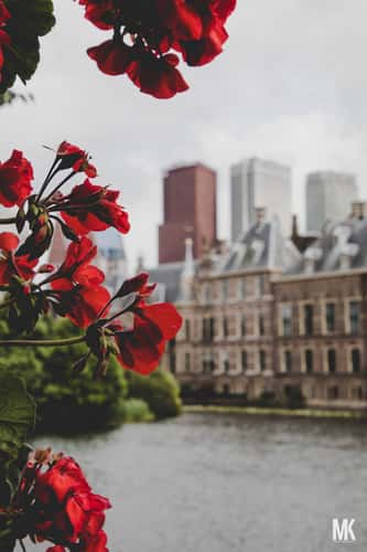 Buitenhof - The Hague