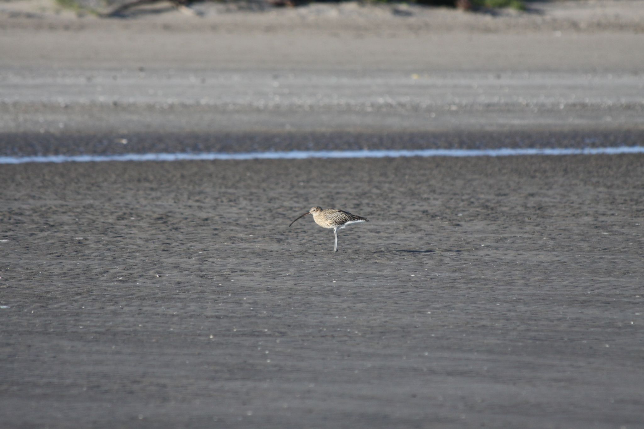Bull Island - Dollymount Strand, Ireland