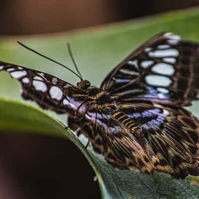 butterfly house, United Kingdom