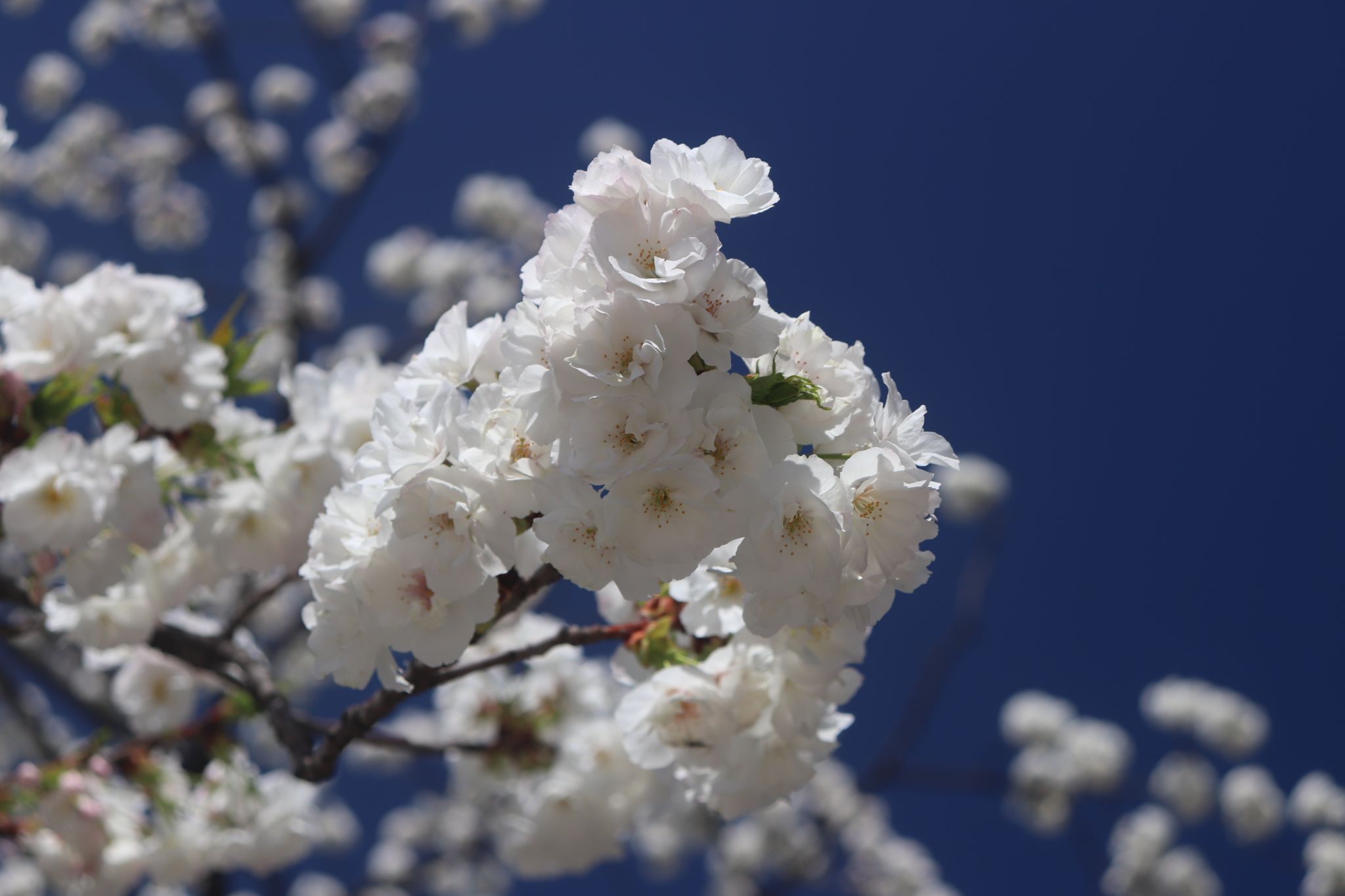 Cherry blossoms, Japan