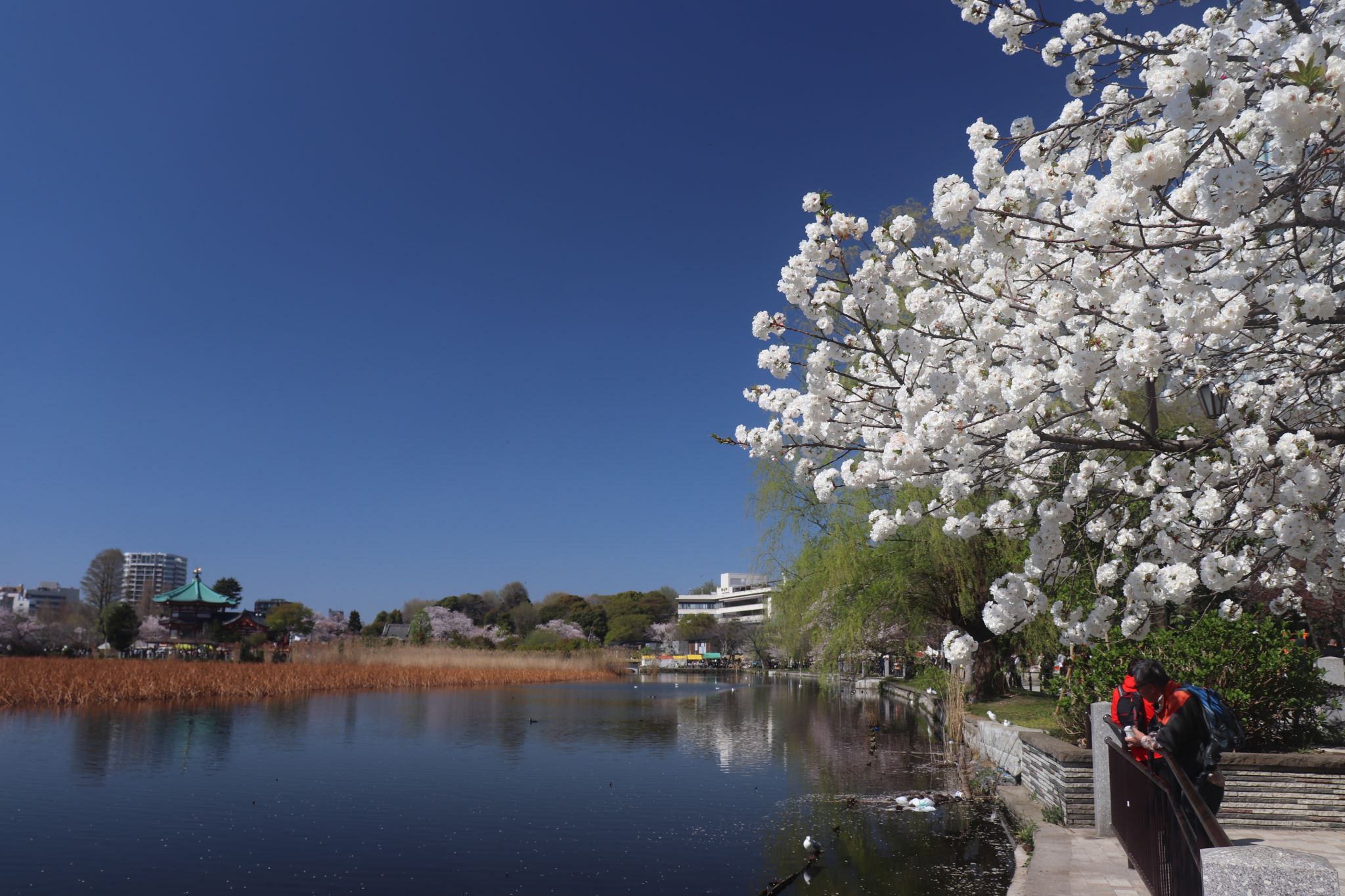 Cherry blossoms, Japan