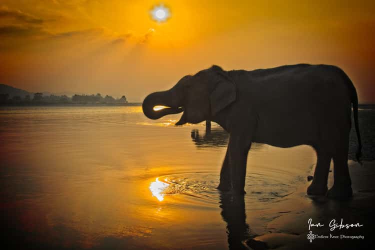 Chitwan national park Nepal