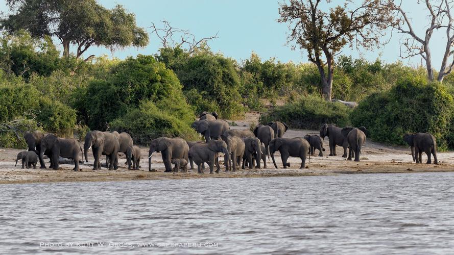 Chobe Nationalpark, Sambesi river, Botswana
