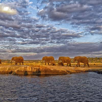 Chobe Nationalpark, Sambesi river, Botswana, Botswana