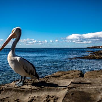Cooke Park Pelican & Headland Gerringong, Australia