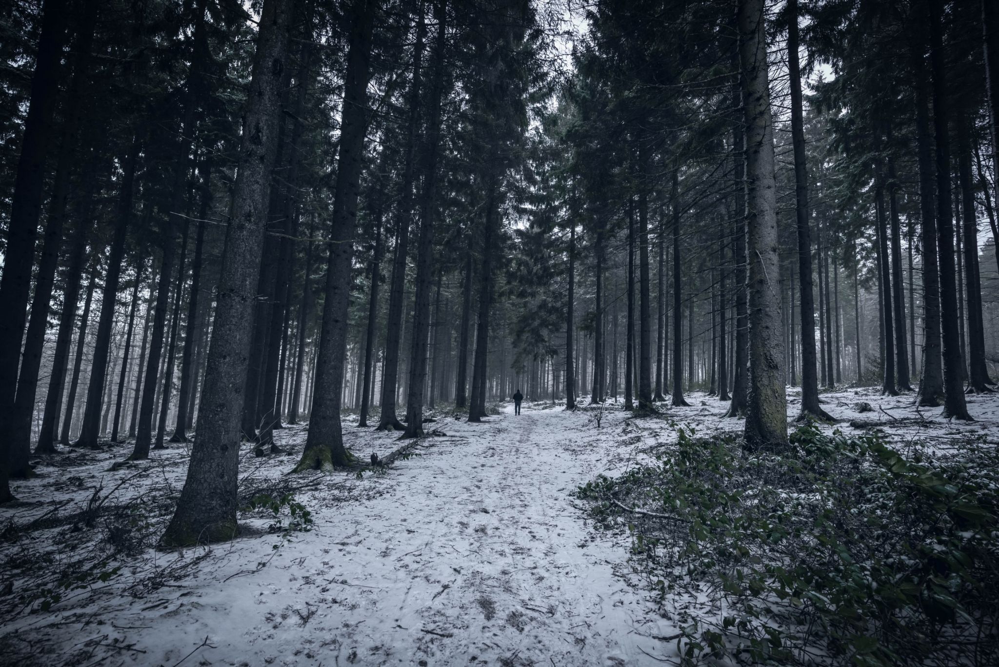 Cronenberg Forest, Germany
