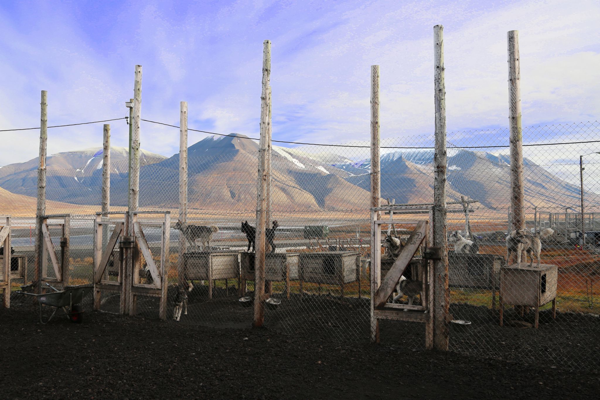 Dogsledding, Svalbard & Jan Mayen Islands