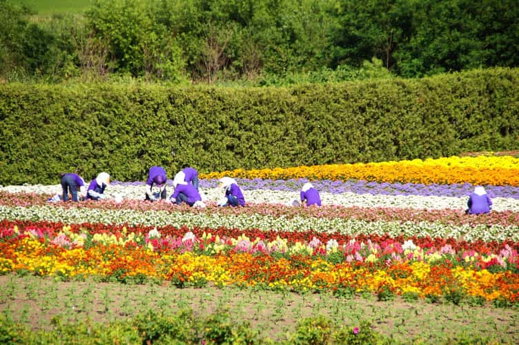 Farm Tomita