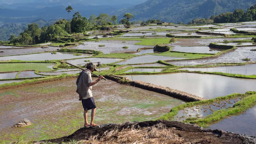Fields in Batutumonga