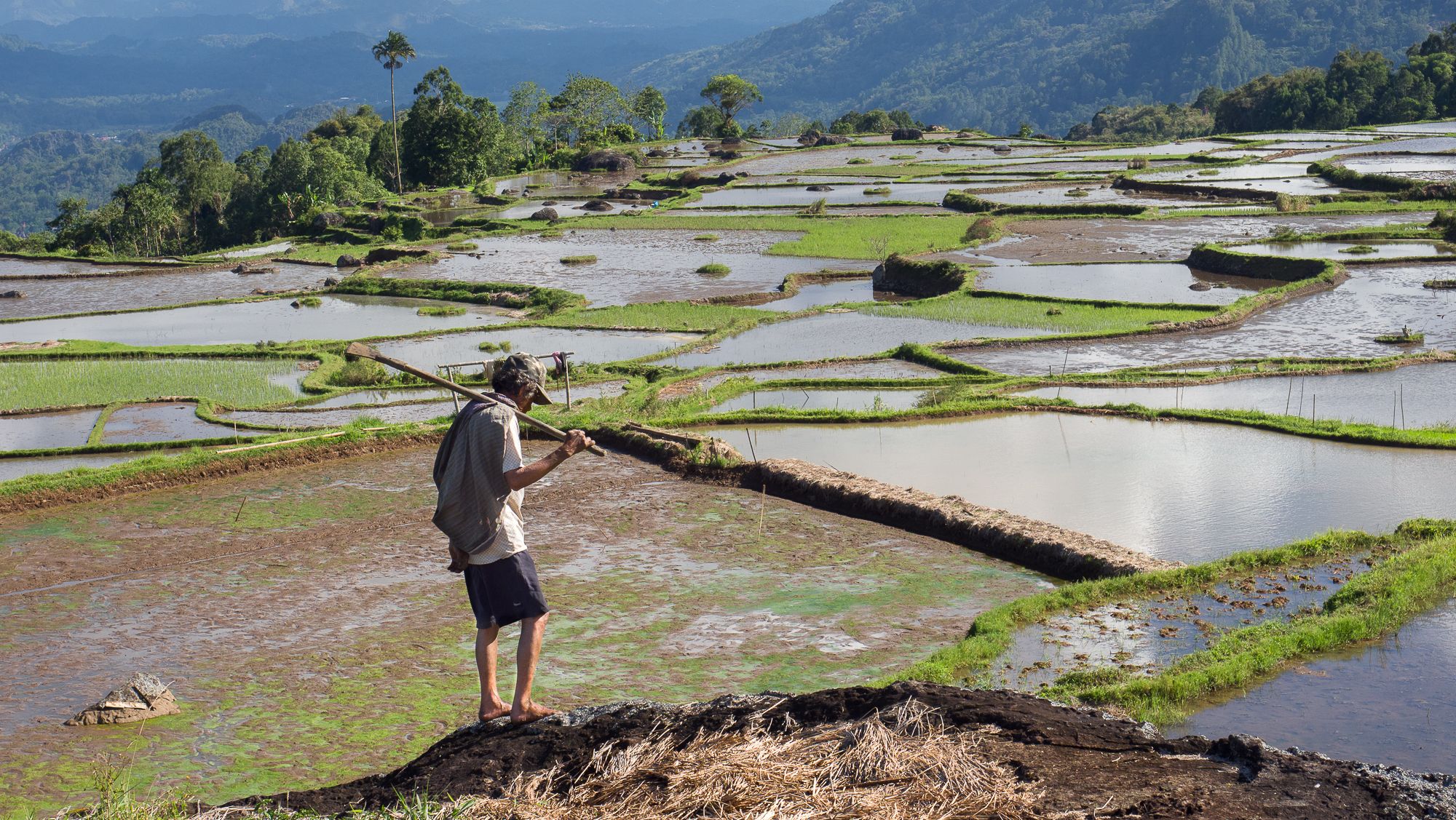 Fields in Batutumonga, Indonesia