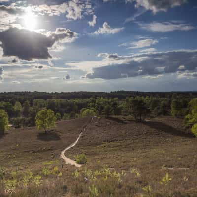 Fischbektal, heathland valley, Hamburg, Germany