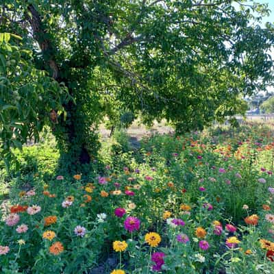 Flowers on the farm, USA