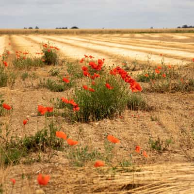 Gemähtes Leinfeld in der Normandie, France