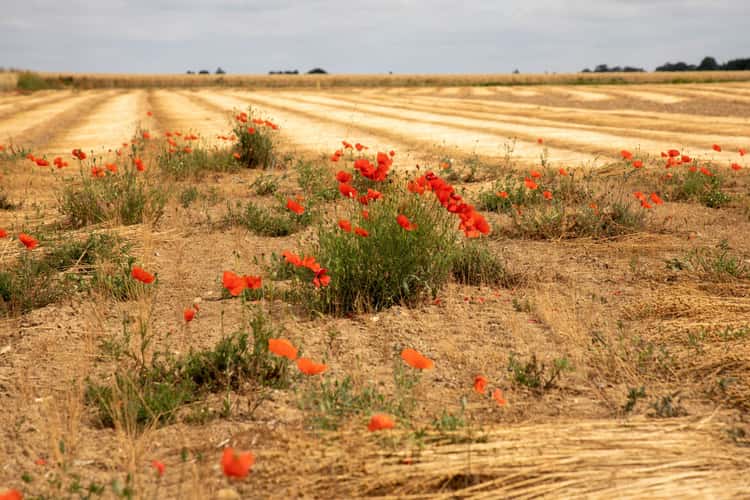 Gemähtes Leinfeld in der Normandie