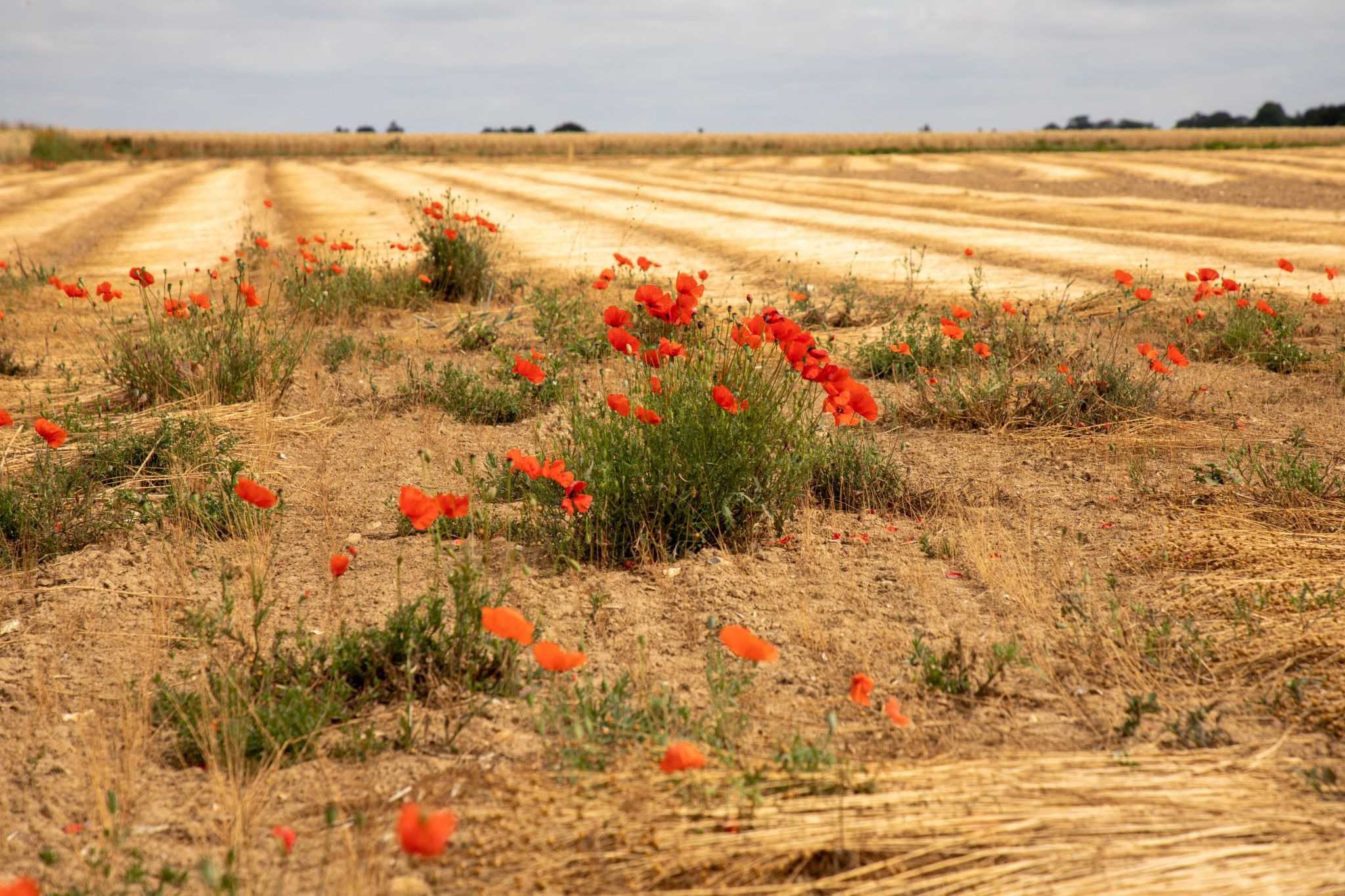 Gemähtes Leinfeld in der Normandie, France