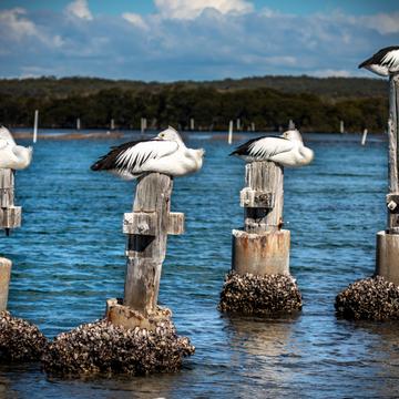 Greenwell Point Pelicans New South Wales, Australia