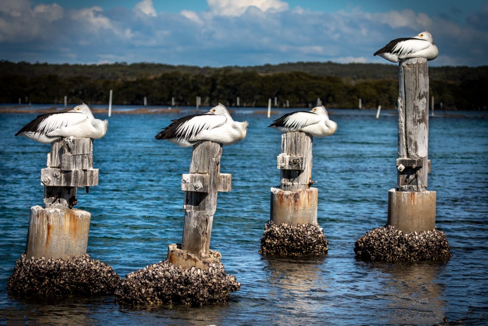 Greenwell Point Pelicans New South Wales, Australia