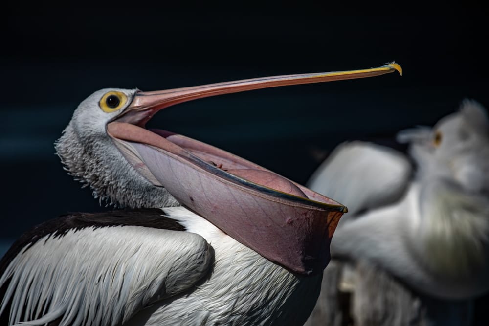Greenwell Point Pelicans New South Wales, Australia