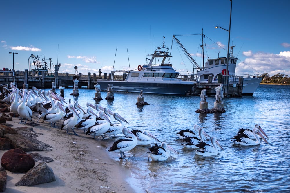 Greenwell Point Pelicans New South Wales, Australia