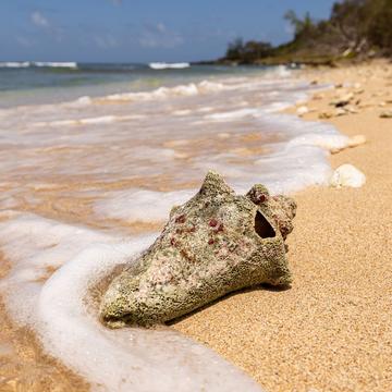 Greshie Bay - lonely beach, Barbados