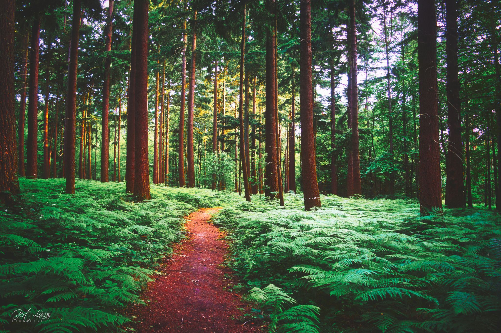 Hallerbos, Halle, Belgium