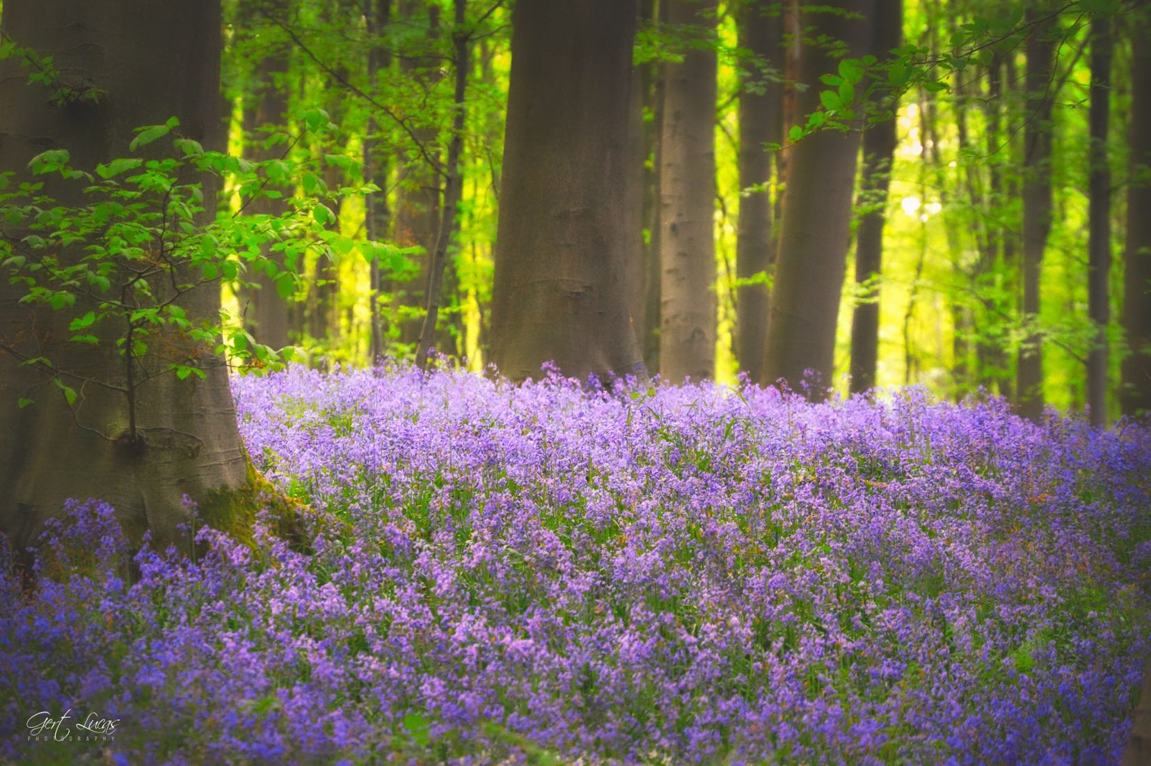 Hallerbos Bluebells, Belgium