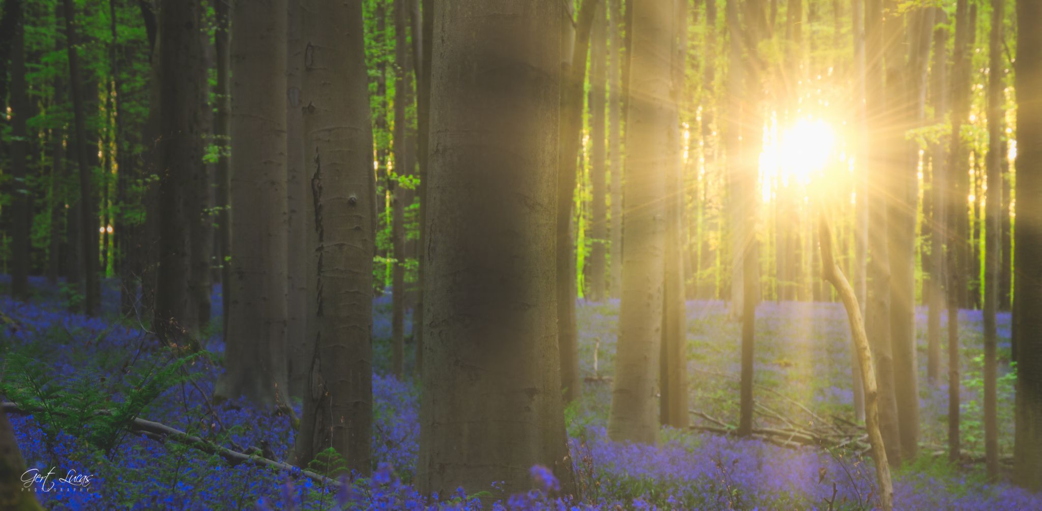 Hallerbos Bluebells, Belgium