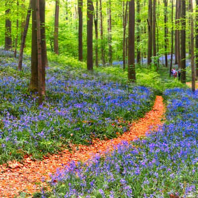 Hallerbos Bluebells, Belgium