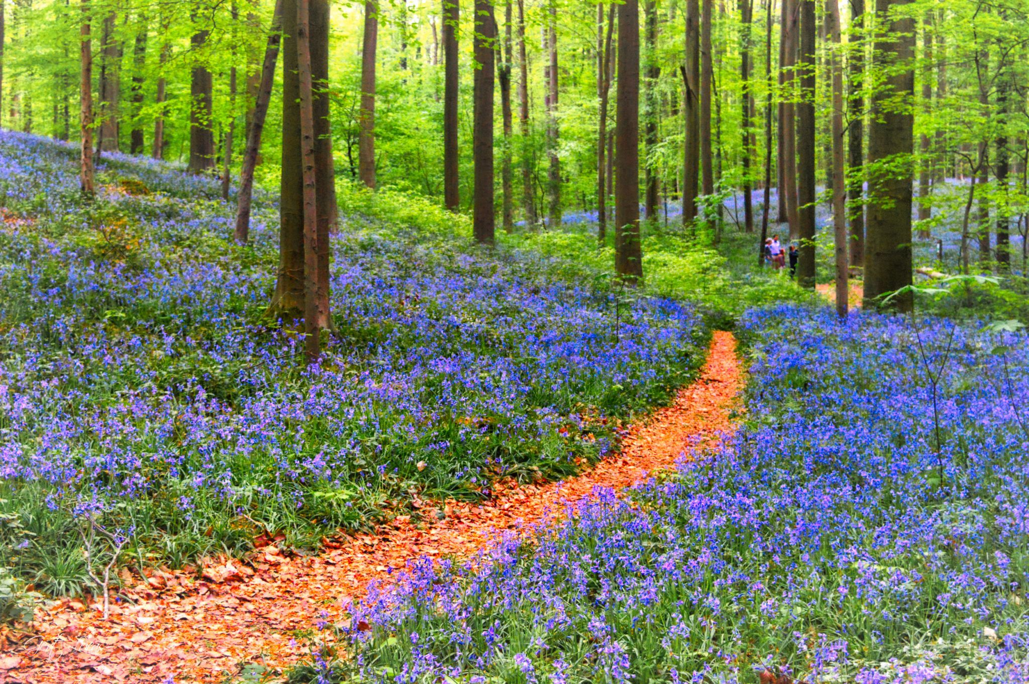 Hallerbos Bluebells, Belgium