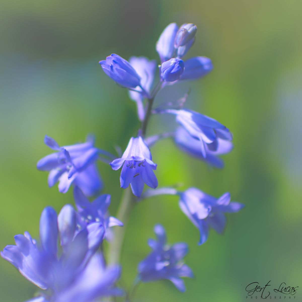 Hallerbos Bluebells, Belgium