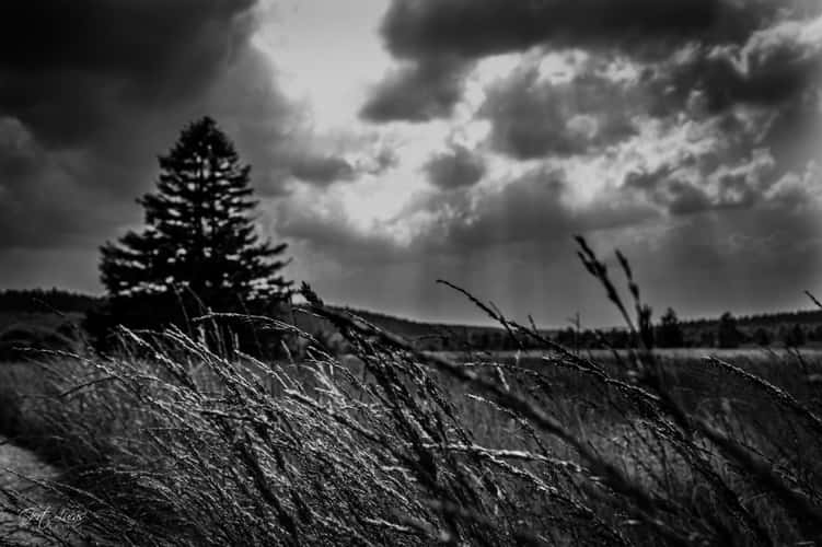 Hautes Fagnes