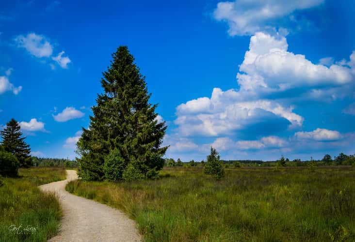 Hautes Fagnes - Hiking trail