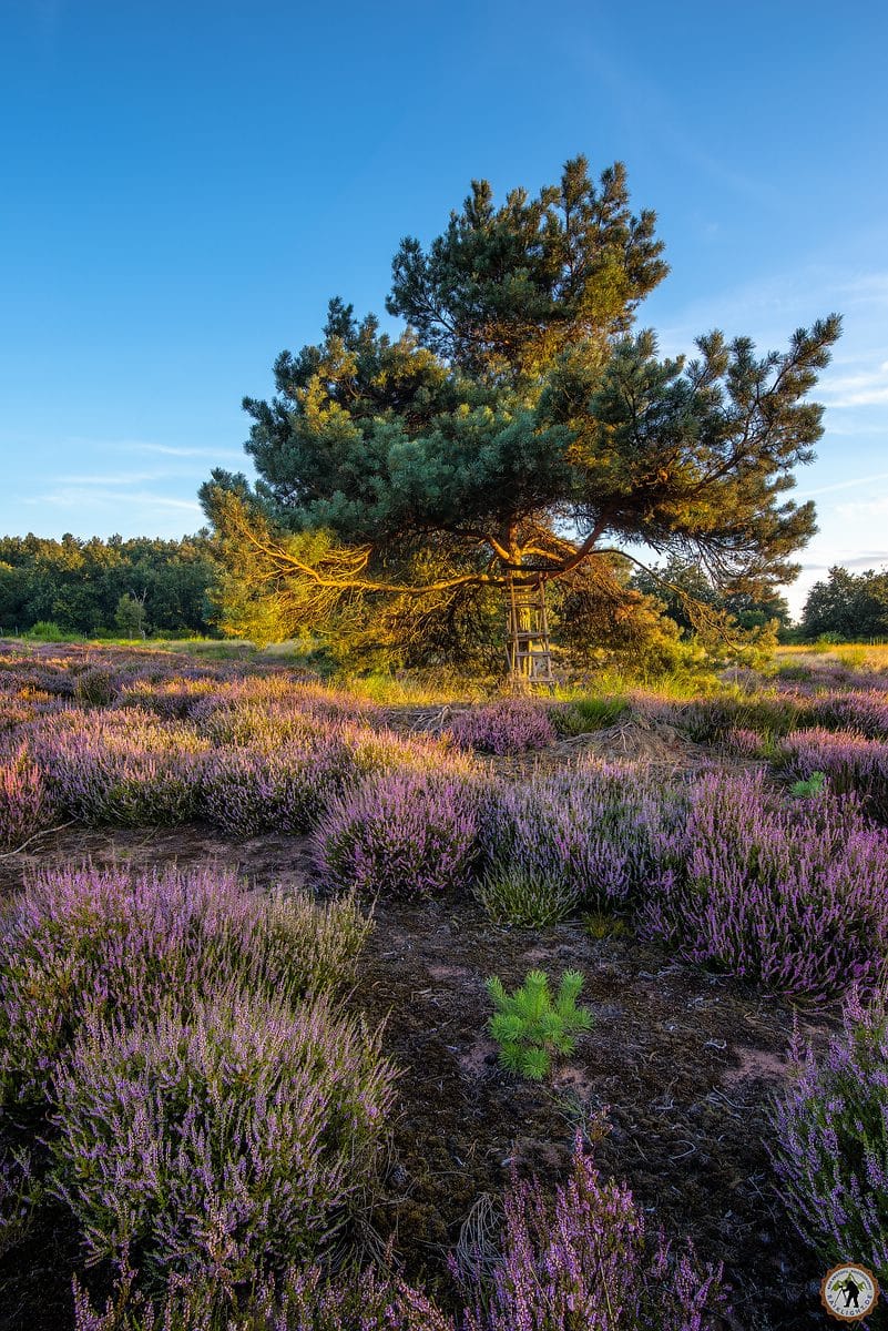 Heathland of Mehlingen, Germany