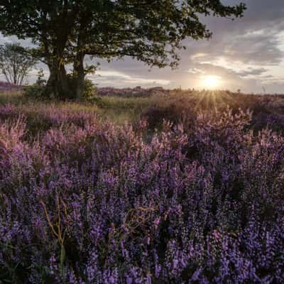 Hoorneboegse Heide, Netherlands