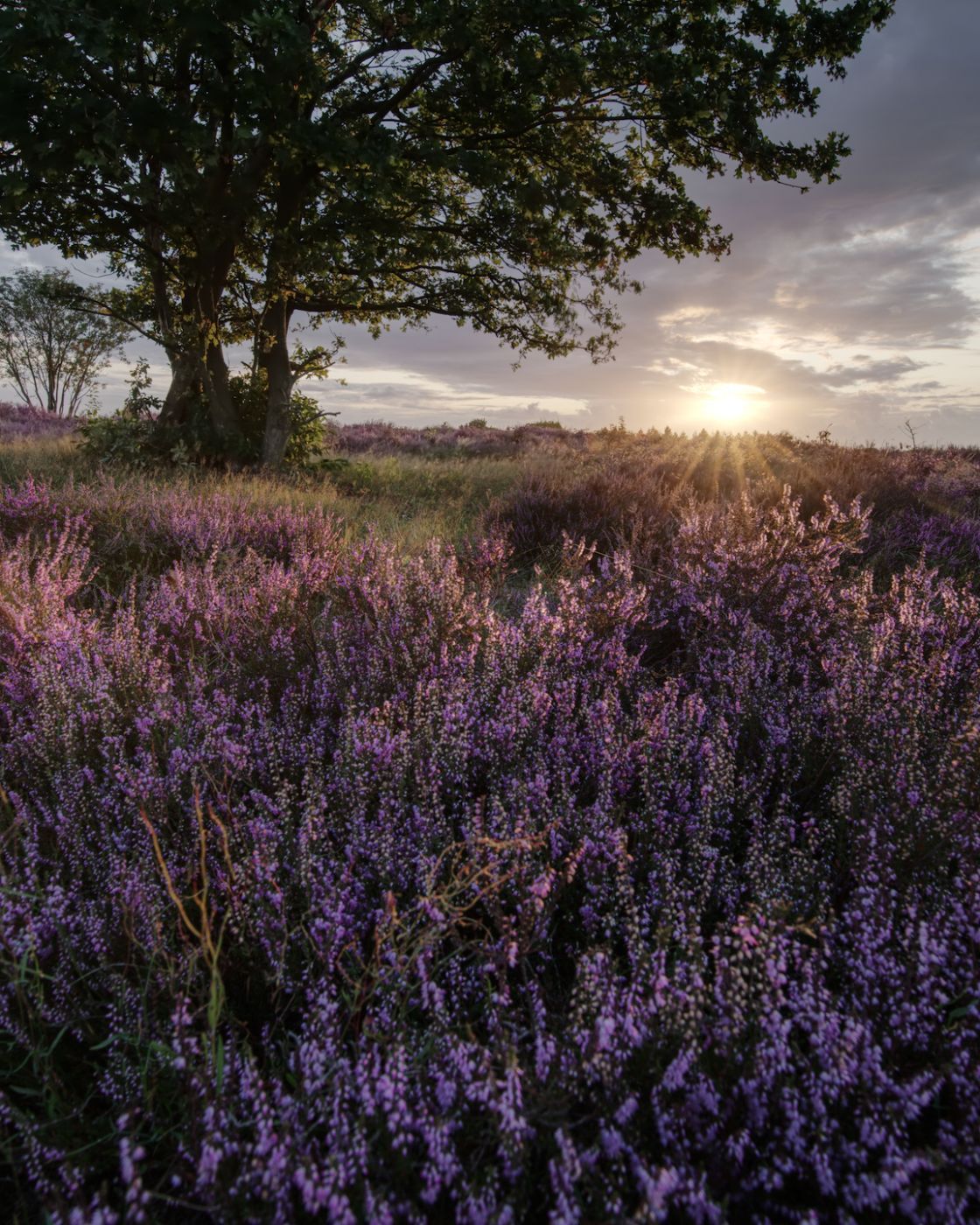 Hoorneboegse Heide, Netherlands