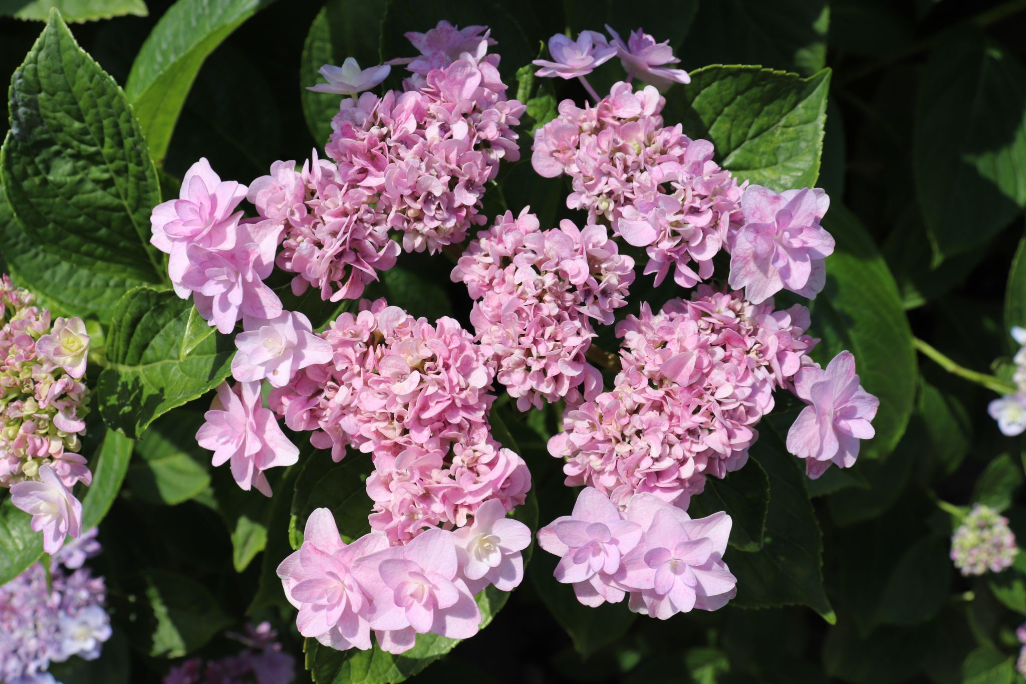 Hydrangea at Gongendo Park, Japan