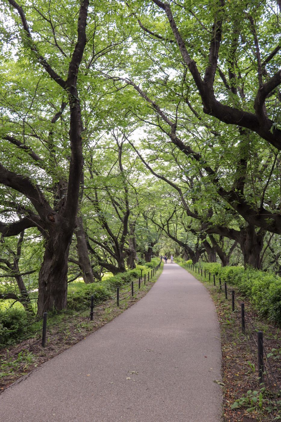 Hydrangea at Gongendo Park, Japan