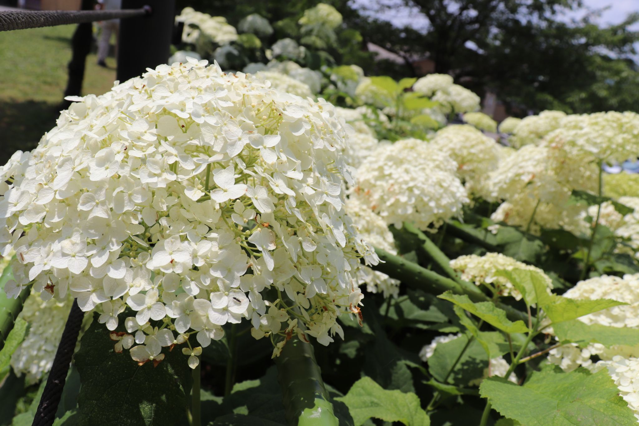 Hydrangea at Gongendo Park, Japan